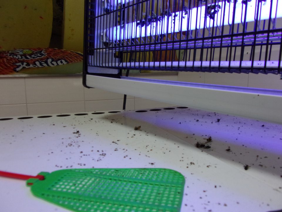 Napadané nečistoty pod lapačom hmyzu.