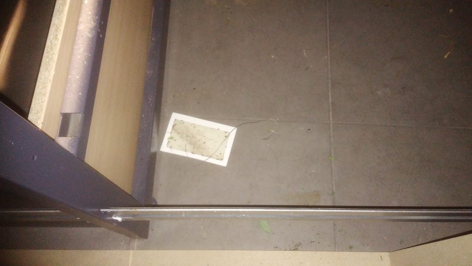 V sklade obalov a odpadov výskyt exkrementov hlodavcov malý príručný sklad na predajnej ploche - výskyt exkrementov na lepovom páse