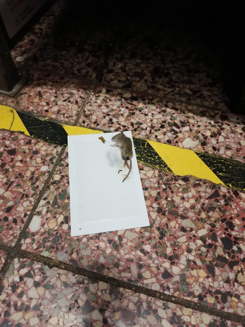 Výskyt uhynutých hlodavcov