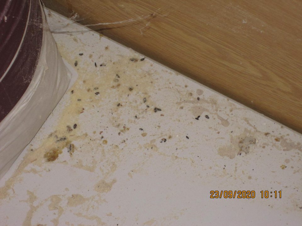 výskyt trusu hlodavcov - myší v sklade surovín na viacerých miestach na paletách s uloženými surovinami a tiež na podlahe okolo nádoby na ohrev vody v celkovom množstve cca 120 ks