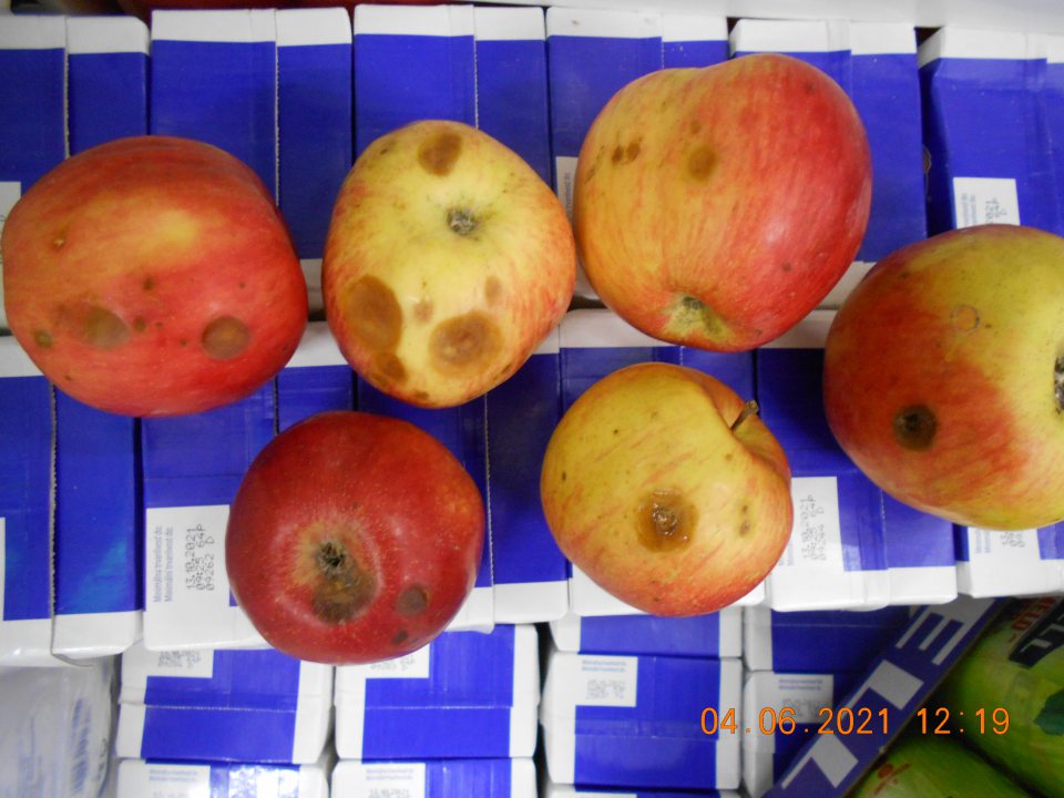 Zistené uvádzanie do obehu potravín, nevhodných na ľudskú spotrebu z dôvoodu výskytu hniloby- jablká.