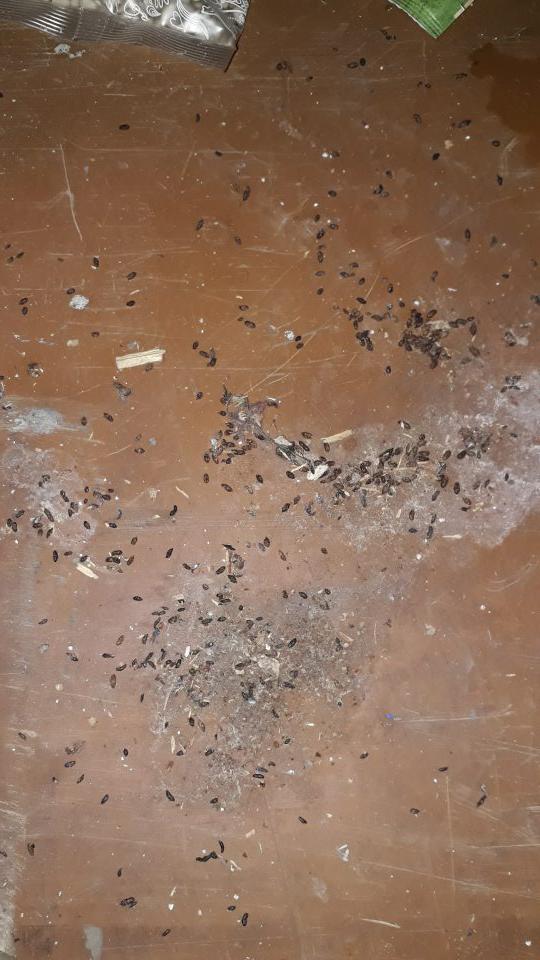 V sklade výskyt myšacieho trusu