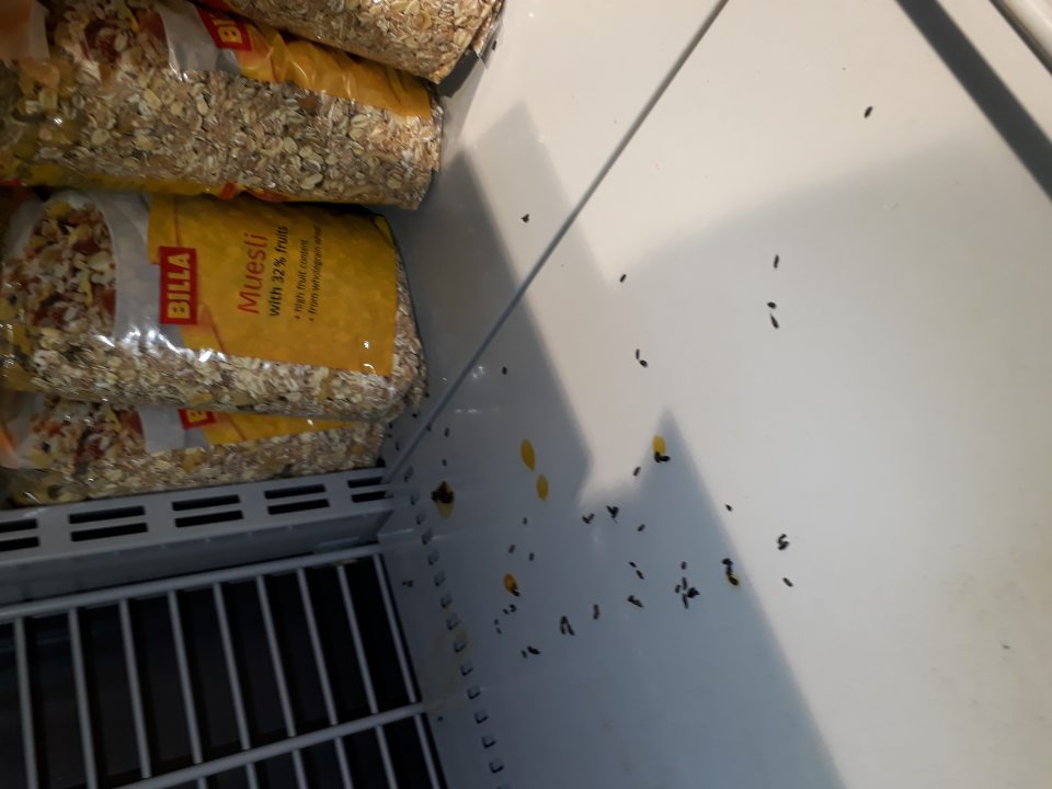 Výskyt exkrementov hlodavcov na regáloch na predajnej ploche