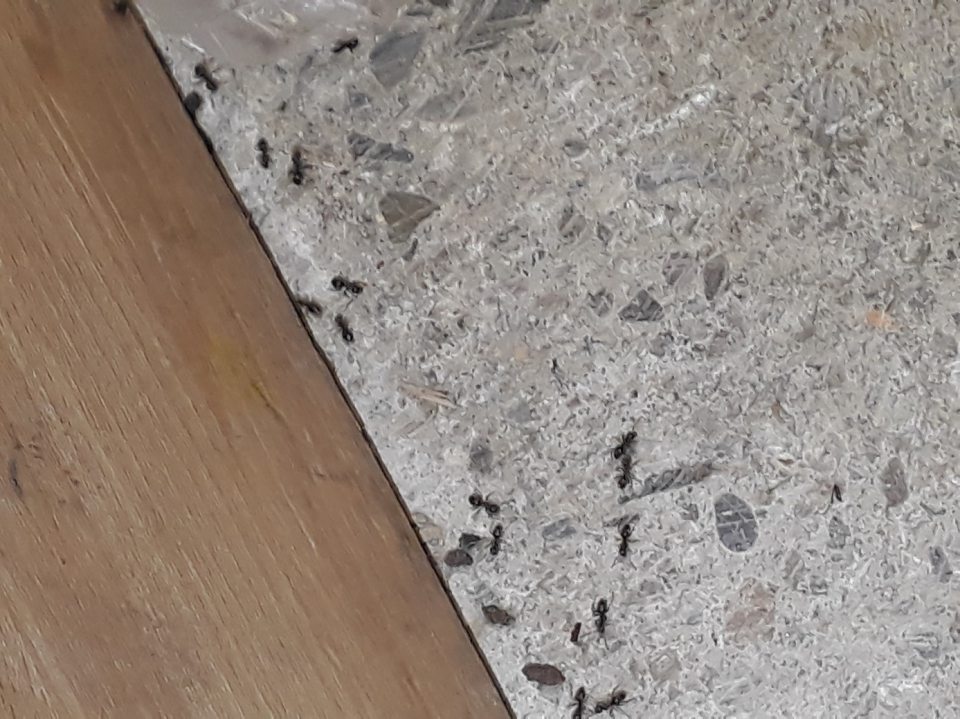 výskyt lezúceho hmyzu- živé mravce na prijímovej rampe