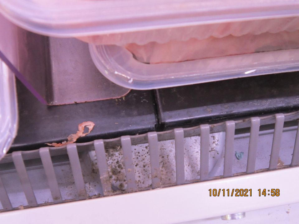 V chladiacom zariadení porastené kolónie sivej plesne