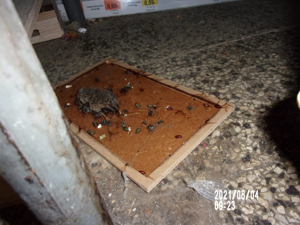 na podlahe skladu zistená prítomnosť uhynutého hlodavca