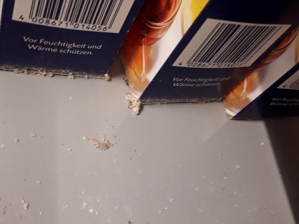 Výskyt larvy Vijačky múčnej