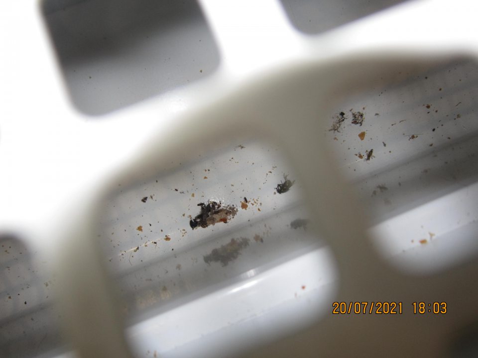 výskyt uhynutých múch pod mriežkou v chladiacom zariadení s cukrárskymi výrobkami