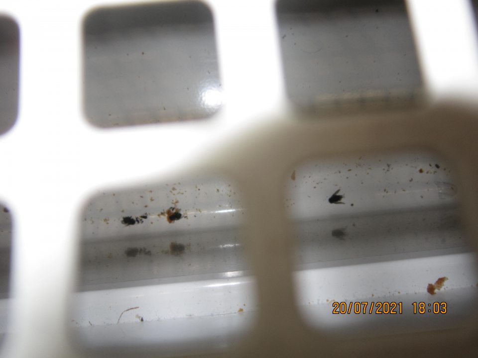 výskyt uhynutých múch v chladiacom zariadení so zákuskami