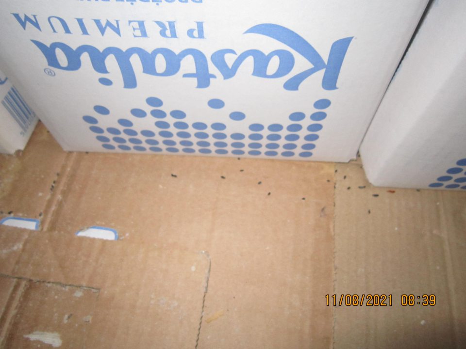 v čase úradnej kontroly v chladiacom boxe s uloženými surovinami zistený výskyt trusu hlodavcov - myší napravo od vstupu do chladiaceho boxu na palete s uskladneným surovinami tekuté pekárske droždie, náplne, tuk a tiež napravo oproti vstupu do chladiaceho boxu na spodnom regáli s uloženými surovinami náplne, bravčové oškvarky.