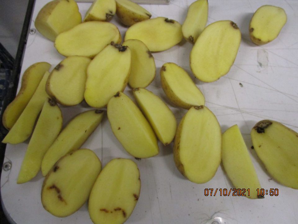 Zemiaky konzumné prané neskoré odroda Soraya nevyhoveli - suchá hniloba a mechanické poškodenia 11,6% 