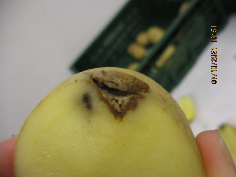 Zemiaky konzumné prané neskoré odroda Soraya nevyhoveli - suchá hniloba a mechanické poškodenia 11,6%.