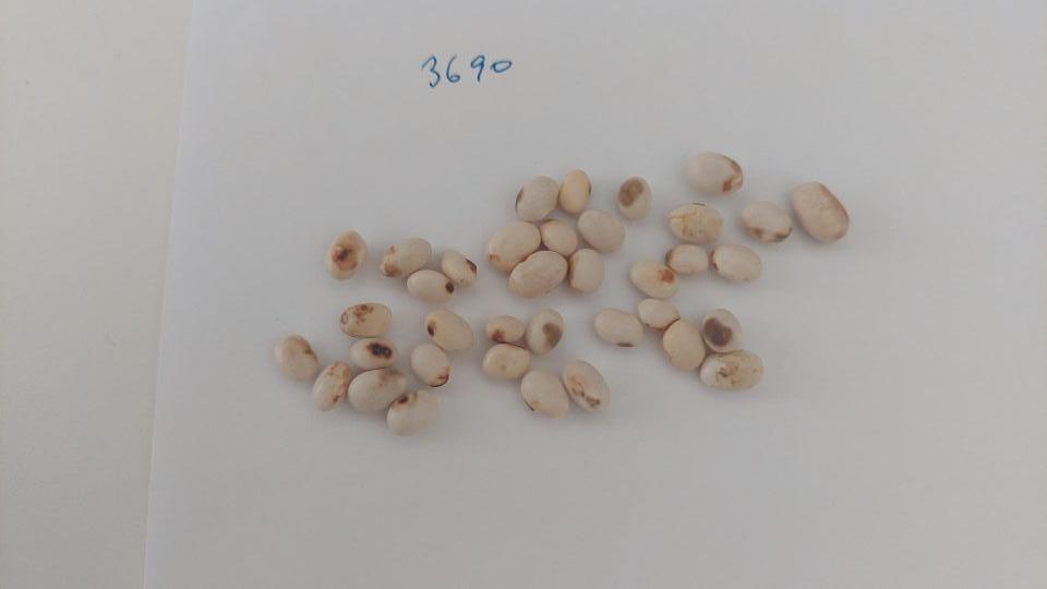 Semená fazule poškodené škodcami a chorobami.