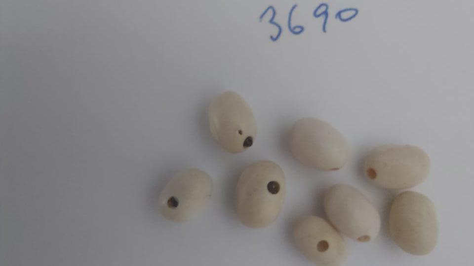 Semená fazule poškodené škodcami a chorobami.