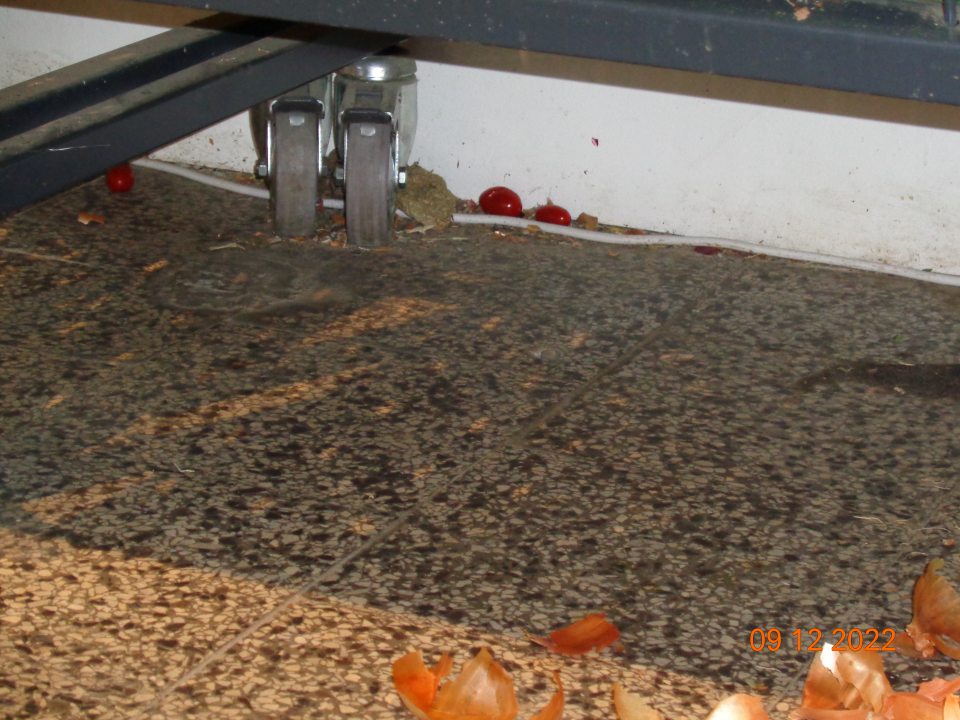 Na predajnej ploche pod regálmi s ovocím a zeleninou podlaha znečistená zbytkami potravín, prachom.