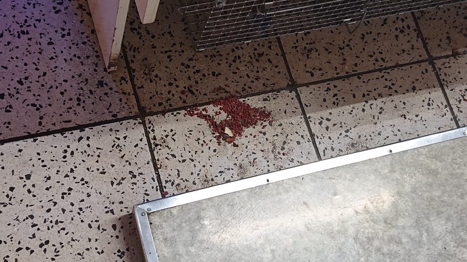 Na predajni v okolí pultového predaja na podlahe sa nachádzali voľne vysypané deratizačné prostriedky.