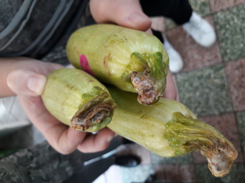 Senzoricky zmenené výrobky s výskytom plesní, hniloby.