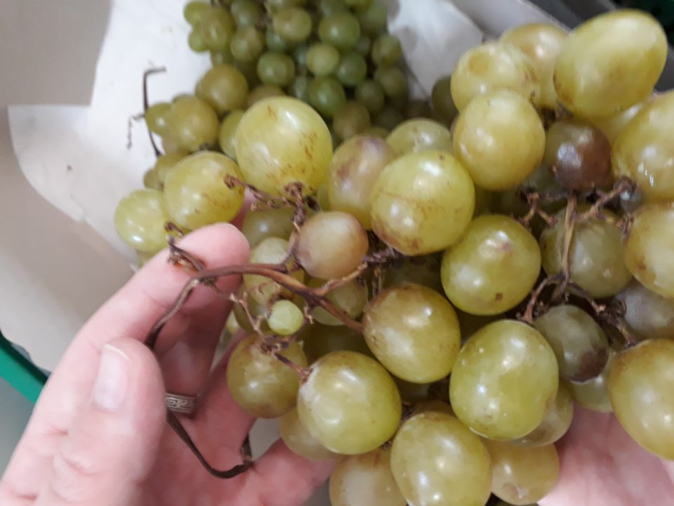 Senzoricky zmenené výrobky s výskytom plesní, hniloby.