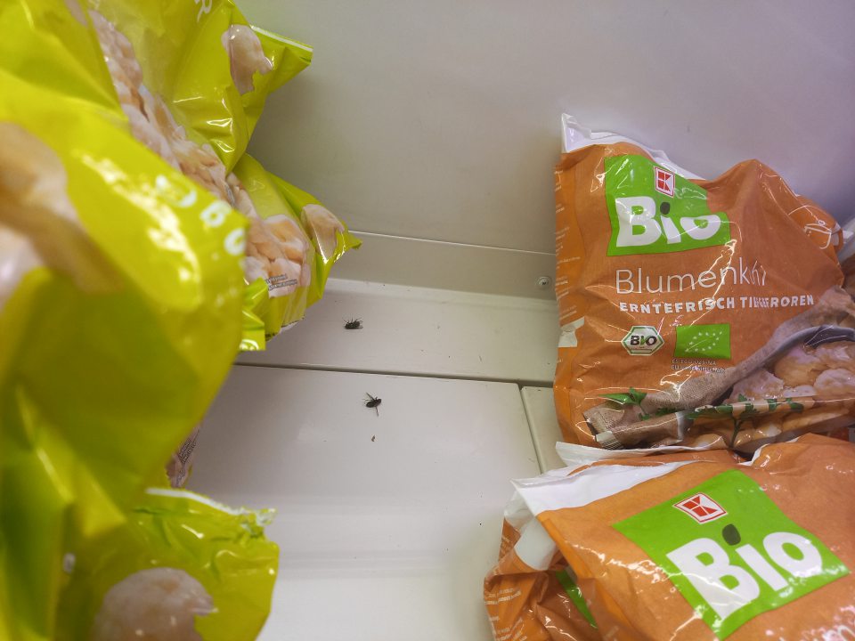 V predajni v mraziacom boxe v časti predaja mrazenej zeleniny výskyt uhynutého hmyzu