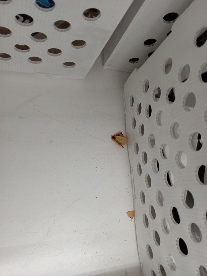 Uhynutý hmyz v mraziacom zariadení na predajnej ploche.