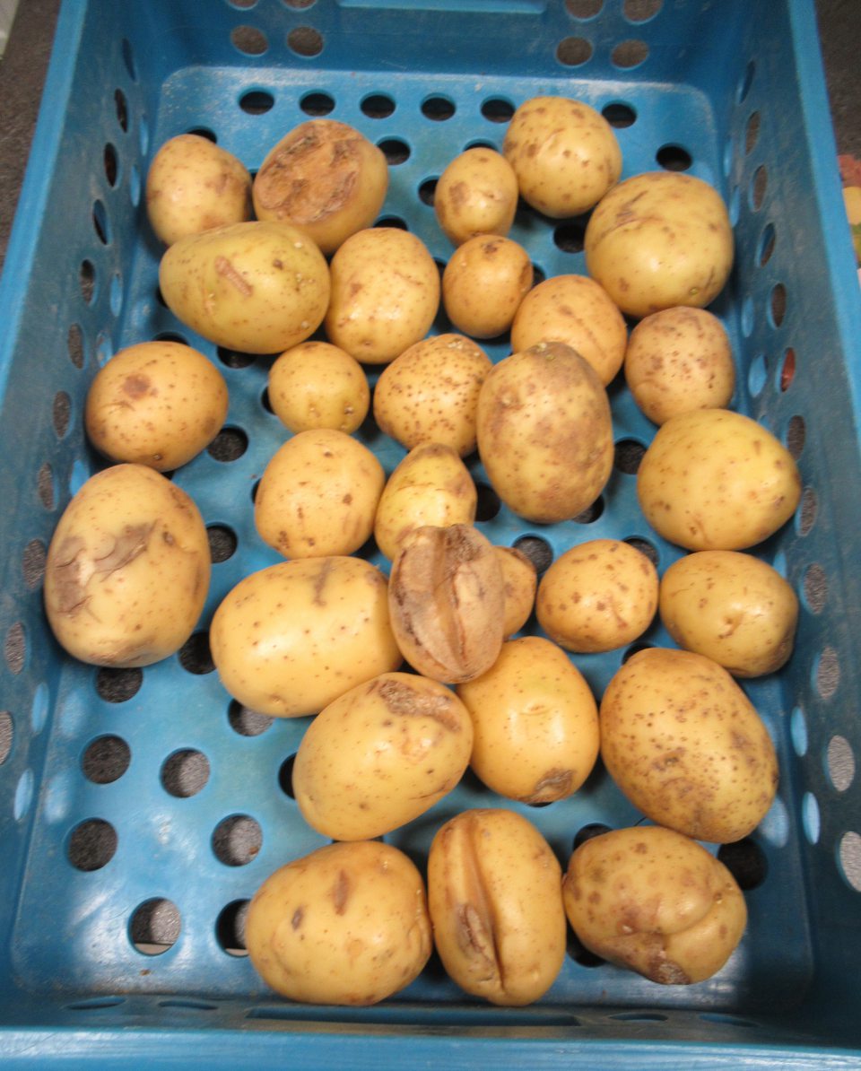 Zemiaky naklíčené, poškodené suchou hnilobou.  