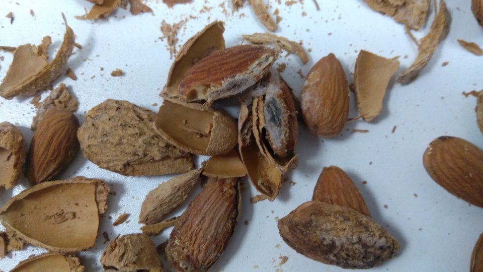 V ponuke predaja sa nachádzal výrobok nevhodný na ľudskú spotrebu - v mandliach nelúpaných boli identifikované zámotky.