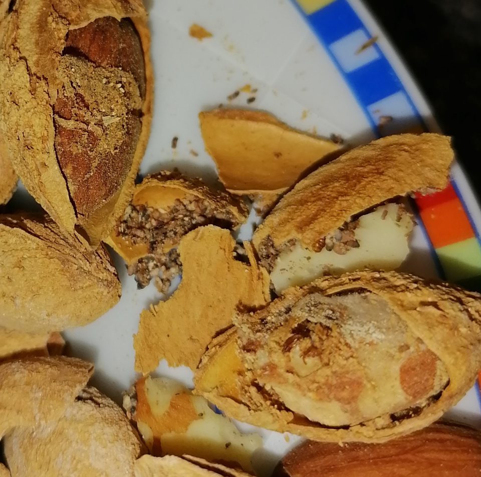 Mandle boli poškodené škodcami vo vývojovom štádiu zámotky.