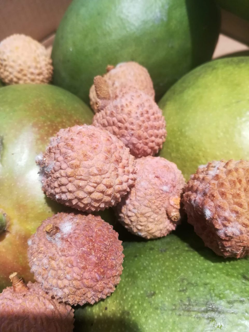 výskyt kolónií plesní