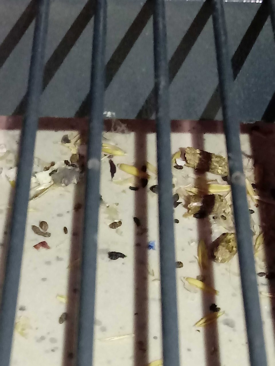 Znečistená podlaha s výskytom exkrementov hlodavcov v priestore predaja zľavneného tovaru v blízkosti pokladne č.1.