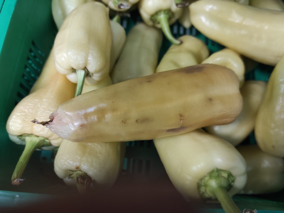 Paprika - nevhodné na ľudský konzum.