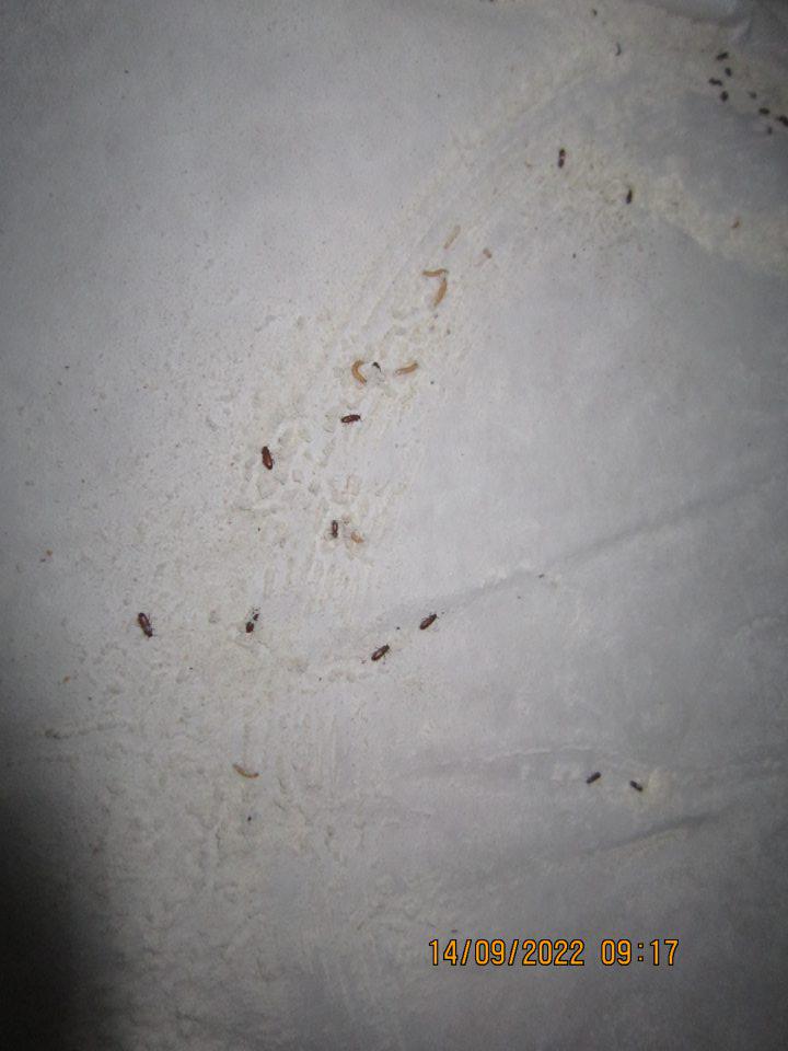 v časti prechodovej chodby prevádzkysa v čase kontroly nachádzali na dvoch paletách suroviny múka t.j.: 1.dve otvorené vrecia pšeničná múka hladká špeciál pekárska 25 kg balenie, DMT: 29.10.2022, výrobca: PENAM SLOVAKIA, a.s., prevádzka Mlyn Trebišov v celkovom množstve 25 kg, vo vnútri otvorených vriec ako aj na povrchu obalu vriec sa nachádzali živí škodcovia, ako aj ich larvy (potemník)