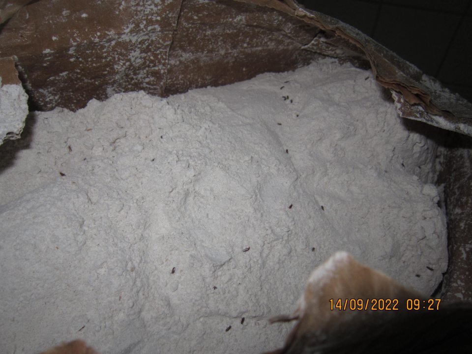 dve zatvorené vrecia ražná múka tmavá chlebová 25 kg balenie, DMT: 30.10.2022, výrobca: PENAM SLOVAKIA, a.s., prevádzka Mlyn Trebišov v celkovom množstve 50 kg, múka bola v zatvorených vreciach, na ktorých sa nachádzali živí škodcovia - potemník, následne po otvorení sa škodcovia nachádzali aj vo vnútri vriec