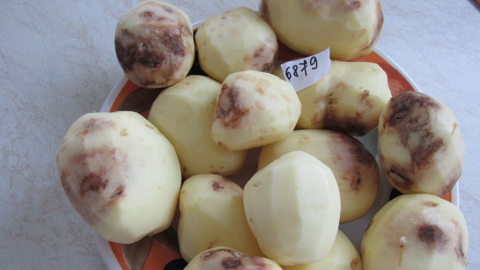 Vzorka na základe senzorického hodnotenia nie je v súlade s požiadavkami Nariadenia (ES) č. Zemiaky konzumné skoré prané, odroda Impala, 2 kg balenie, KP: Slovensko, var. typ: A, dužina: žltá, podľa senzorického nálezu nevyhoveli požiadavkám Nariadenia178/2002 - článok 14 odst. 2b, nevhodné na ľudskú spotrebu- vzhľad hľúz - 80% hľúz poškodených, sfarbenie pokožky nerovnomerné, farba žltohnedá a väčšie plochy sfarbené do hneda, napadnuté suchou hnilobou, pod šupkou veľké hnedé a čierne škvrny miestami siahajúce do hĺbky.