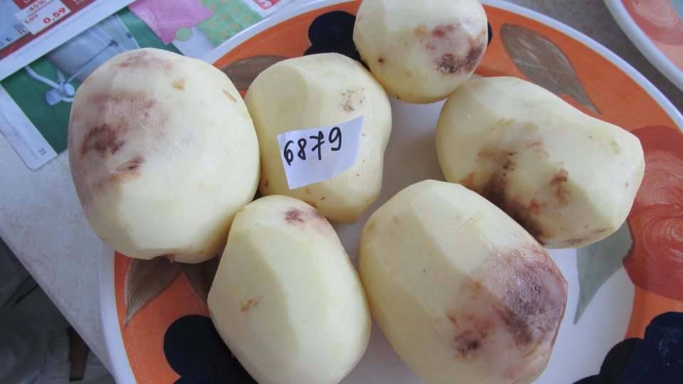 Vzorka na základe senzorického hodnotenia nie je v súlade s požiadavkami Nariadenia (ES) č. Zemiaky konzumné skoré prané, odroda Impala, 2 kg balenie, KP: Slovensko, var. typ: A, dužina: žltá, podľa senzorického nálezu nevyhoveli požiadavkám Nariadenia178/2002 - článok 14 odst. 2b, nevhodné na ľudskú spotrebu- vzhľad hľúz - 80% hľúz poškodených, sfarbenie pokožky nerovnomerné, farba žltohnedá a väčšie plochy sfarbené do hneda, napadnuté suchou hnilobou, pod šupkou veľké hnedé a čierne škvrny miestami siahajúce do hĺbky.