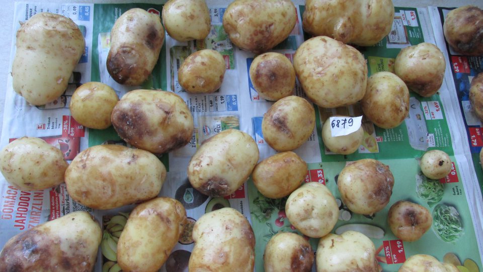 Vzorka na základe senzorického hodnotenia nie je v súlade s požiadavkami Nariadenia (ES) č. Zemiaky konzumné skoré prané, odroda Impala, 2 kg balenie, KP: Slovensko, var. typ: A, dužina: žltá, podľa senzorického nálezu nevyhoveli požiadavkám Nariadenia178/2002 - článok 14 odst. 2b, nevhodné na ľudskú spotrebu- vzhľad hľúz - 80% hľúz poškodených, sfarbenie pokožky nerovnomerné, farba žltohnedá a väčšie plochy sfarbené do hneda, napadnuté suchou hnilobou, pod šupkou veľké hnedé a čierne škvrny miestami siahajúce do hĺbky.
