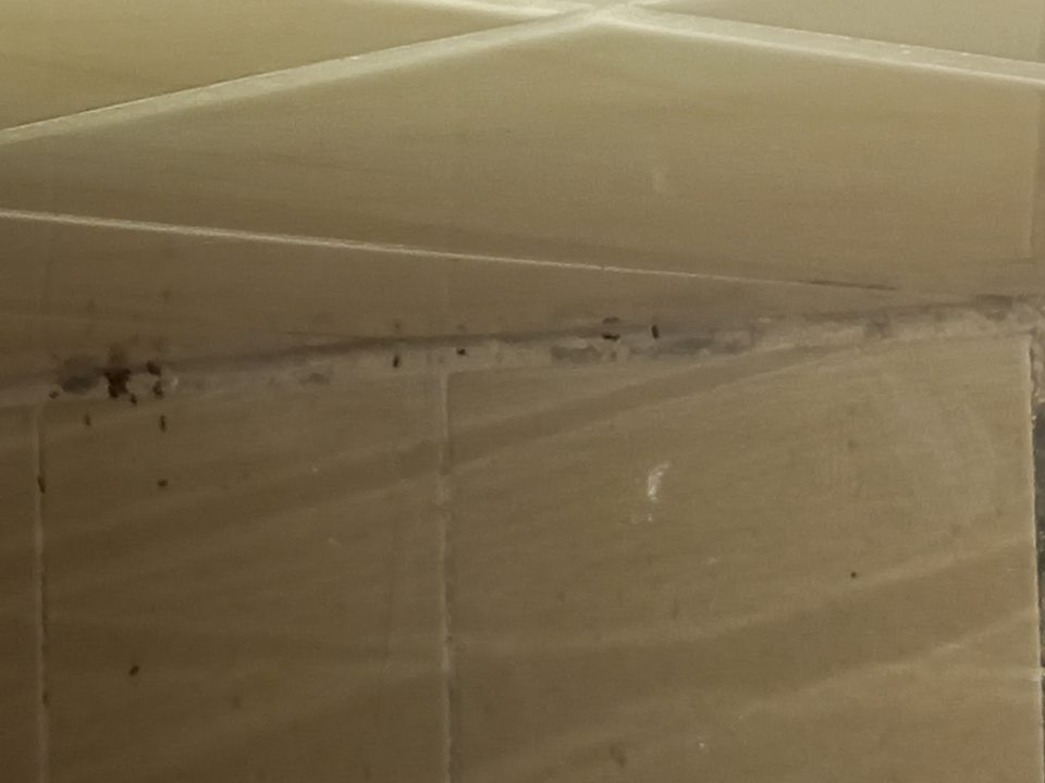 Výskyt škodcov - mravce