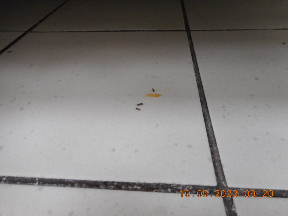 Výskyt škodcov - mravcov