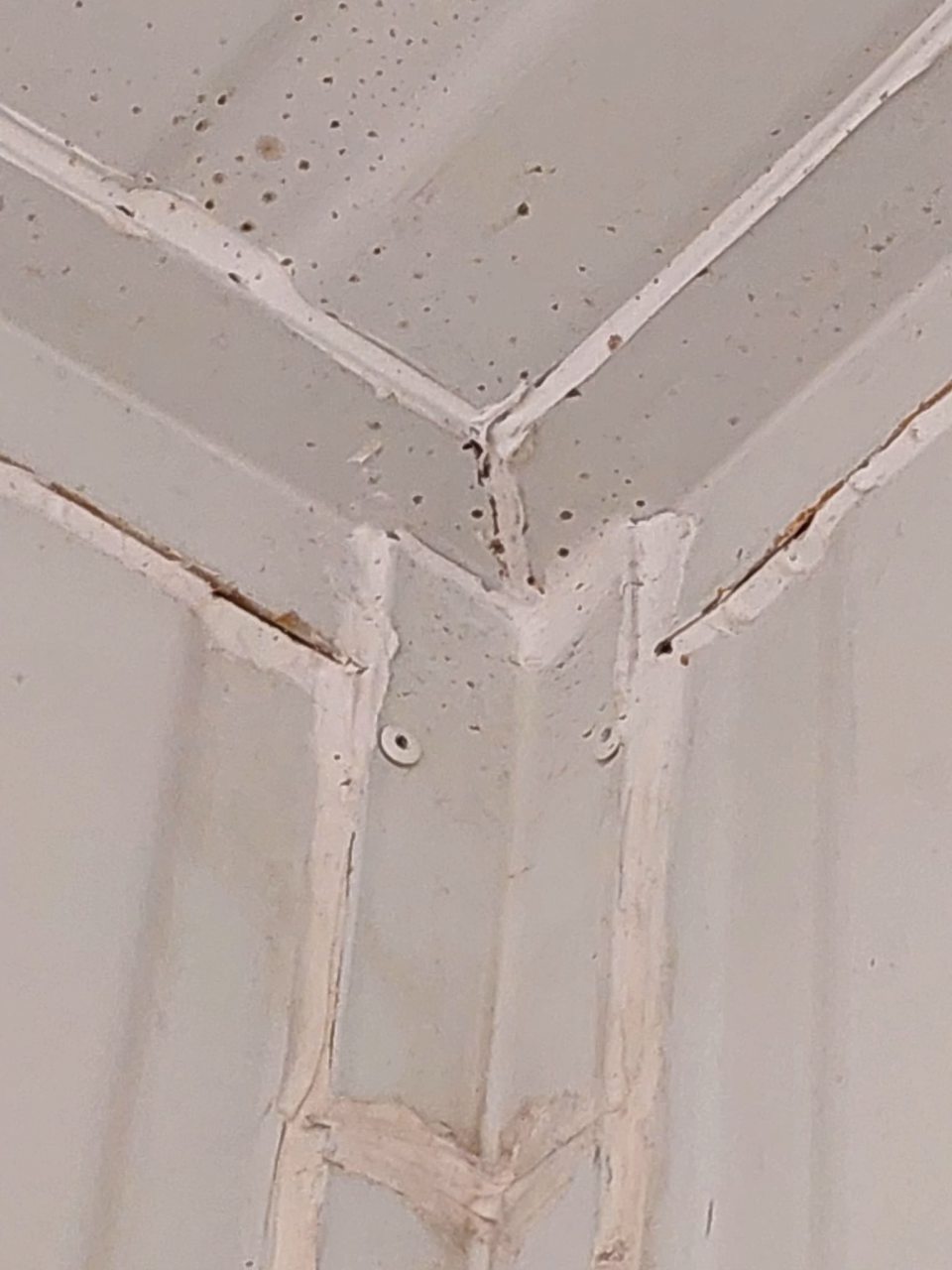 Výskyt korózie a plesne na strope v rohu chladiaceho boxu v skladových priestoroch.