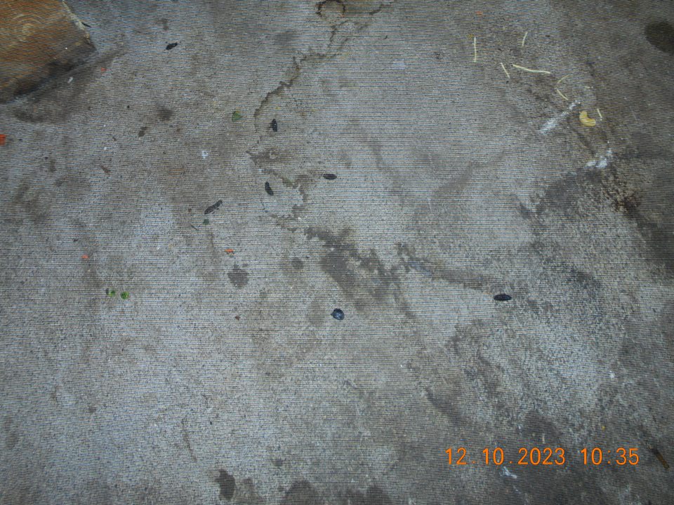 výskyt potkanieho trusu pri príjmovej rampe