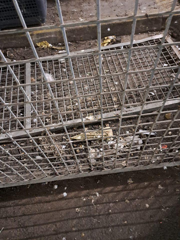 Na príjmovej rampe je znečistený priestor (kovová klietka) prachom, perím a trusom z holubov.