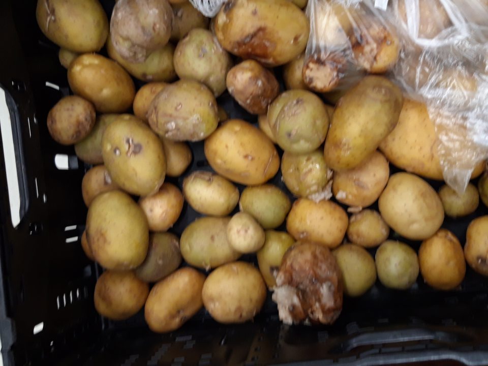 Predaj zemiakov napadnutých mokrou hnilobou.