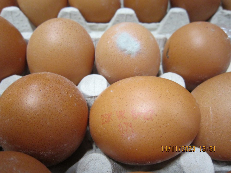 Prítomnosť plesní na povrchu škrupiny slepačích  vajec