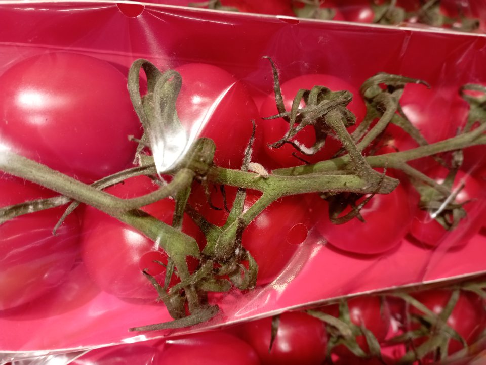 paradajky Cherry 250g, plody v balení napadnuté bielou plesňou