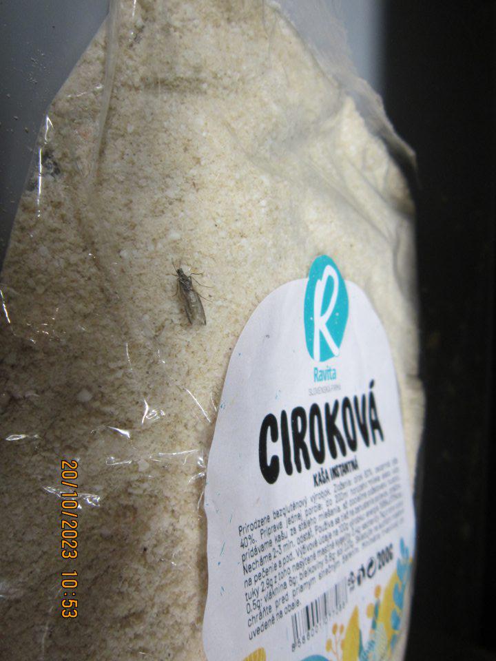 Živý škodca - moľa potravinová vnútri výrobku „Ciroková kaša instantná“ 200g.