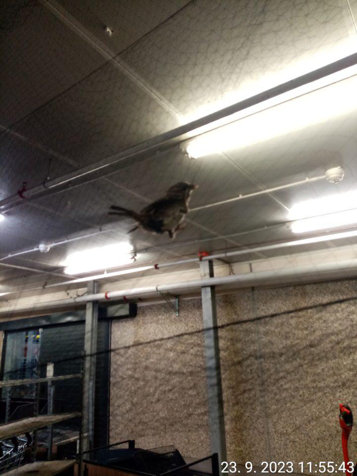 Zázemie prevádzky: prítomnosť škodcov - živý vták (vrabec).