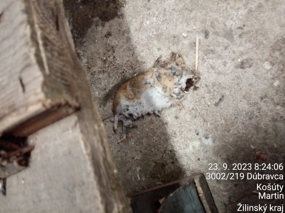 Zázemie prevádzky: prítomnosť škodcov - uhynutý hlodavec (myš).