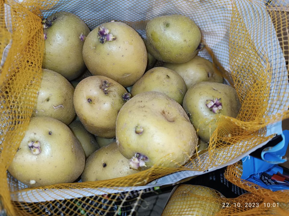 Konzumné zemiaky povrch pokrytý viac ako 1/8 zelenou šupkou a výskyt klíčkov viac ako 3 mm.