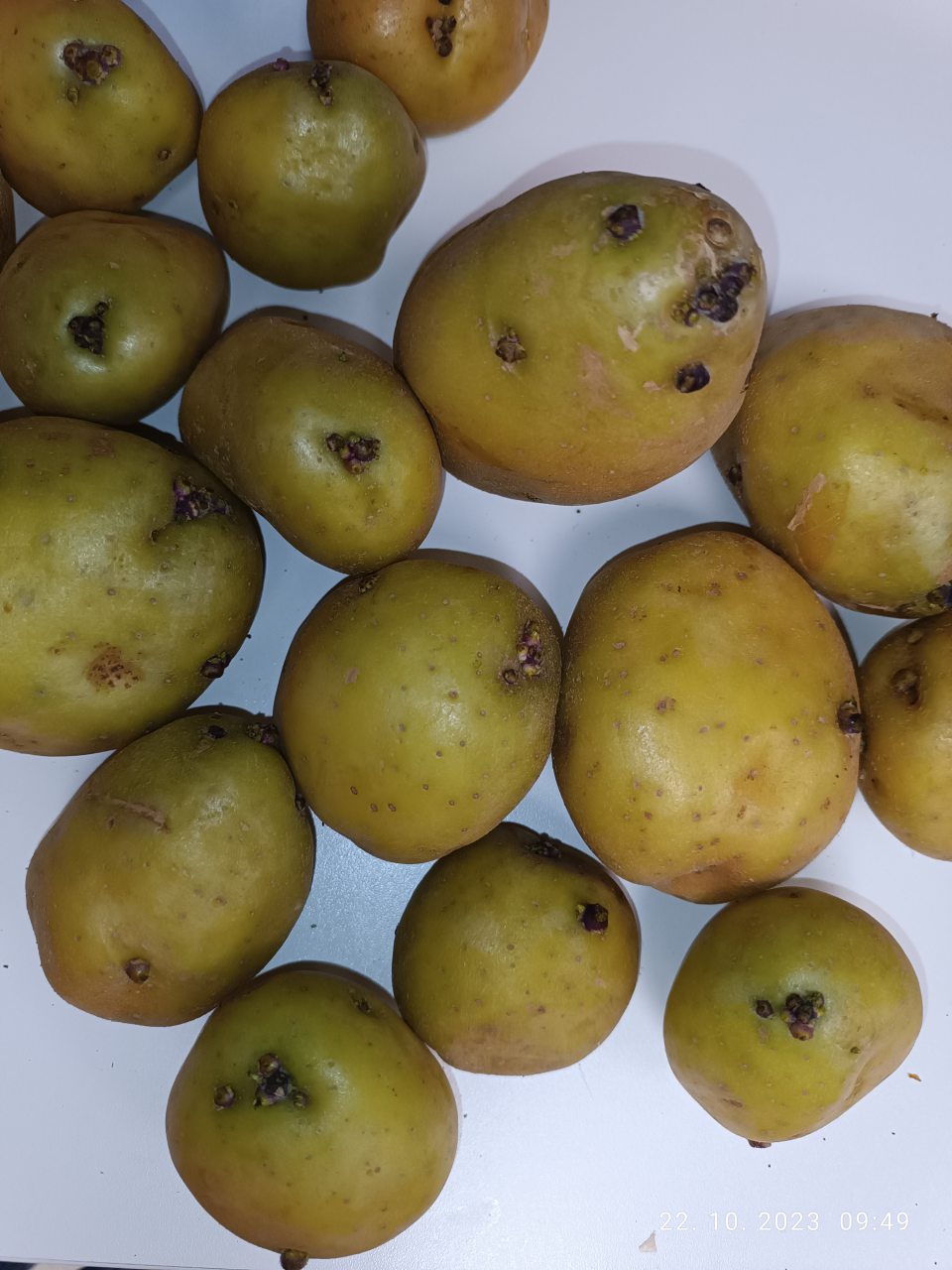 Konzumné zemiaky povrch pokrytý viac ako 1/8 zelenou šupkou a výskyt klíčkov viac ako 3 mm.