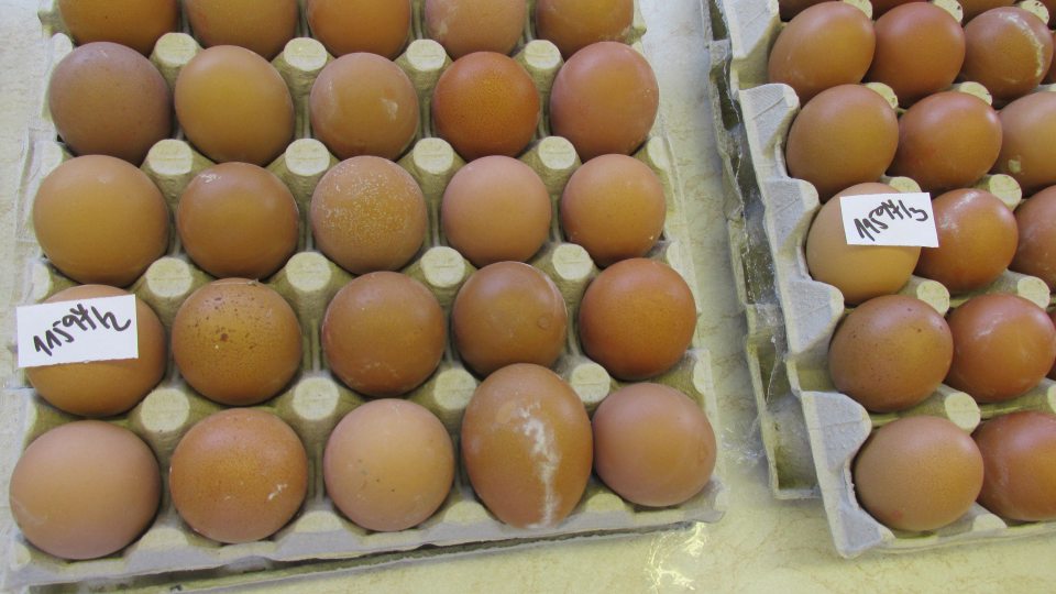 Na povrchu vajec identifikovaná pleseň, čo sa potvrdilo aj mykologickým nálezov (Rhizopus sp., Mucor sp., Penicilium sp. a Aspergilus sp.) - podanie opodstatnené