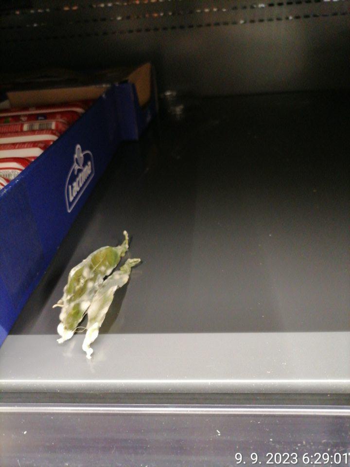 Predajná plocha: v regáli chladiacej vitríny medzi mliečnymi výrobkami sa nachádzala šupka (lusk) z hrachu pokrytý bielou plesňou.